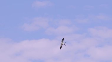 Elanoides forficatus türünün Uçurtma Kuyruklu Kuşu