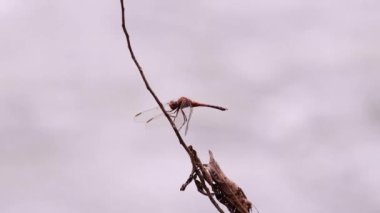Adult Dragonfly Insect of the Family Libellulidae