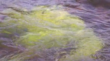 Nehirde akan suyla birlikte yosun dolu büyük bir taş.