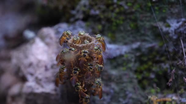 Взрослый Пчела Jatai Вида Tetragonisca Angustula Избирательным Фокусом — стоковое видео
