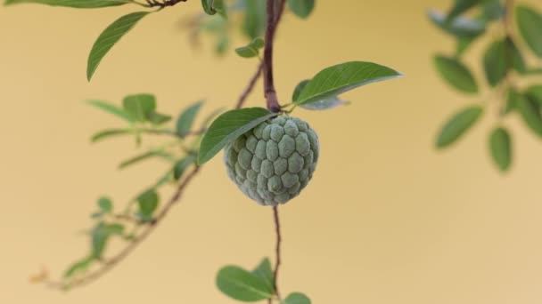 Sweetsop Fruits Verts Espèce Annona Squamosa — Video