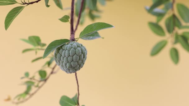 Dulce Verde Fruto Especie Annona Squamosa — Vídeos de Stock