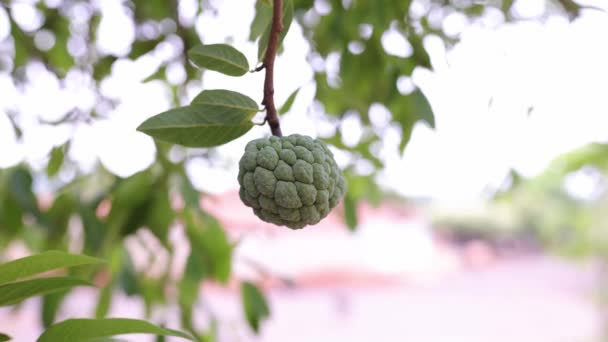 Süßseife Grüne Früchte Der Art Annona Squamosa — Stockvideo
