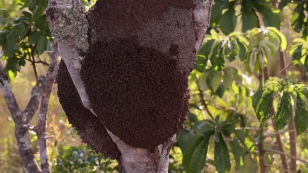 Termiten Hittades Trädstam Nära Håll — Stockvideo