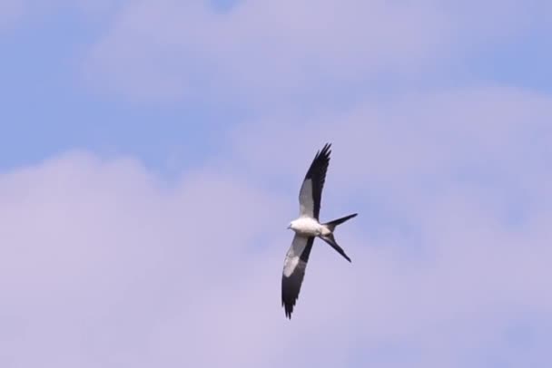 Swallow Tailed Kite Bird Species Elanoides Forficatus — Stock Video