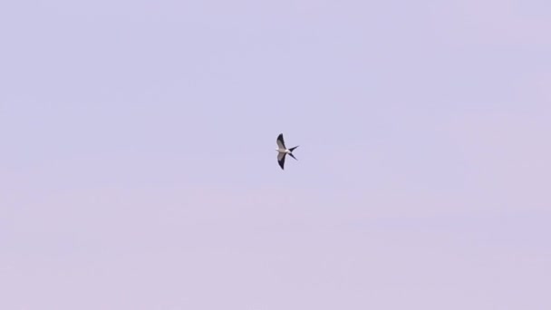 Swallow Tailed Kite Bird Species Elanoides Forficatus — Stock Video