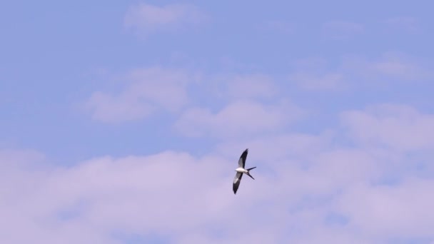 Swallow Tailed Kite Bird Van Soort Elanoides Forficatus — Stockvideo