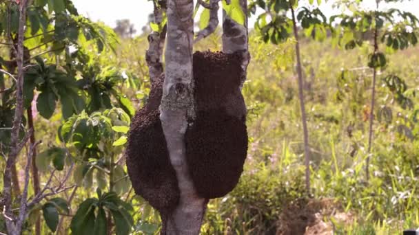 Termit Tepeciği Bir Ağaç Gövdesine Yakın — Stok video