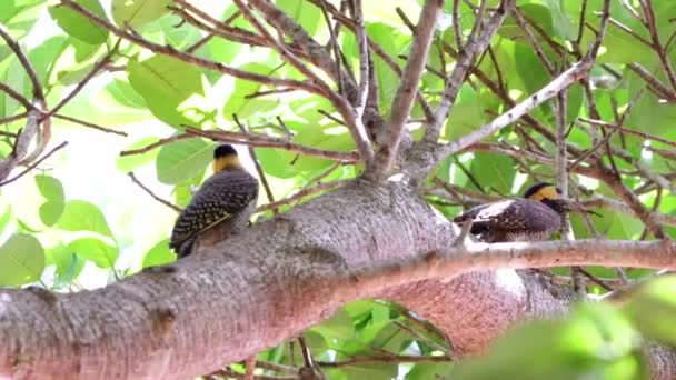 Campo Flicker Uccello Della Specie Colaptes Campestris — Video Stock