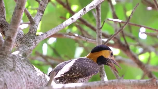 Campo Flicker Uccello Della Specie Colaptes Campestris — Video Stock