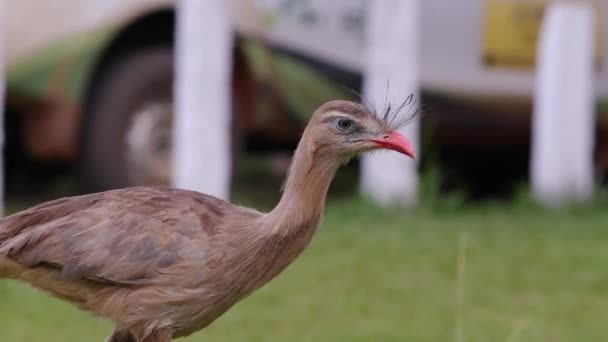 Cariama Cristata Fajhoz Tartozó Vörös Lábú Seriema Animal — Stock videók