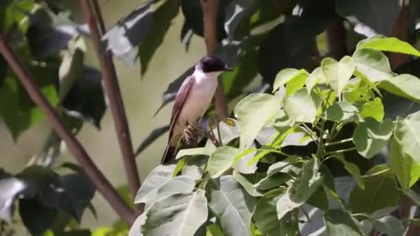 Задній Хвіст Flycatcher Птах Тирана Савани — стокове відео