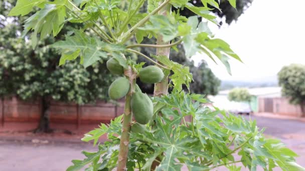 Papayabaum Mit Früchten Der Art Carica Papaya — Stockvideo