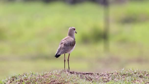 Adult Southern Lapwing Bird Species Vanellus Chilensis — Stock Video