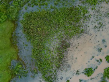 Itaja Goias 'taki Ribeirao Sao Joao deresinde küçük bir bataklık.