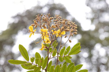 Small Yellow Flowering Plant of the genus Senna clipart