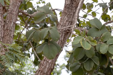 Pekea Nut Tree Leaves of the species Caryocar brasiliense clipart