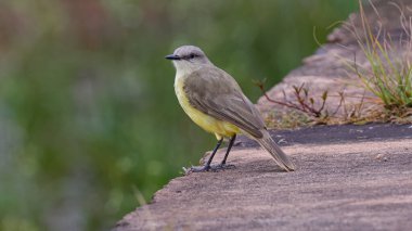 Yetişkin Sığırlar Zorba Kuş türü Machetornis rixosa