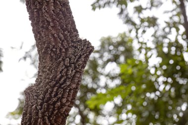 textured trunk of angiosperm tree with selective focus clipart