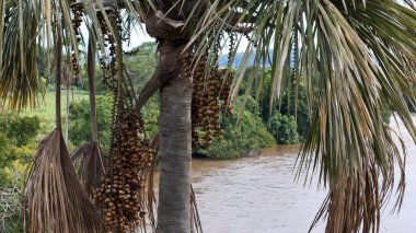 Buriti palmiyesinin meyvelerinin hava görüntüsü