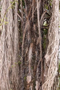 Akrokomi aculeata türünün Macaw Palmiye Ağacı