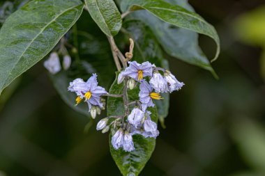 flowering plant of the species Solanum paniculatum commonly known as jurubeba a nightshade common in almost all of Brazil clipart