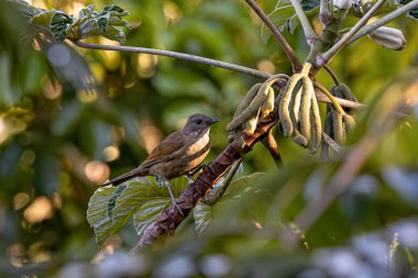 Soluk benizli Turdus lökositi.