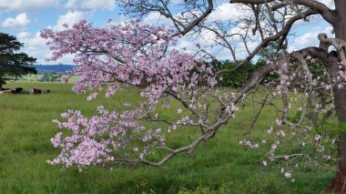 Ceiba Specosa türünün İpek Ağacı