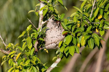 Nest of Long-waisted Honey Wasps of the Subgenus Myrapetra clipart