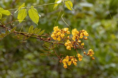 Small Yellow Flowering Plant of the genus Senna clipart