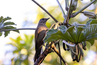 Soluk benizli Turdus lökositi.