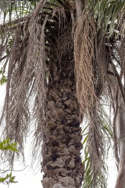 Akrokomi aculeata türünün Macaw Palmiye Ağacı