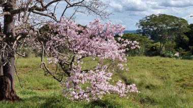 Ceiba Specosa türünün İpek Ağacı