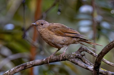 Soluk benizli Turdus lökositi.