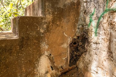 İğnesiz Arılar Böcek Kolonisi Partamona Cins Kovanları