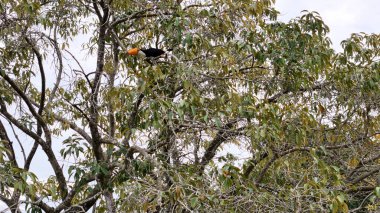 Ramphastos toco türünün yetişkin tukanları