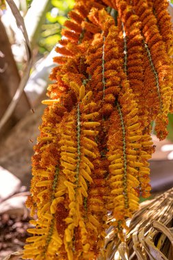male flowers of the buriti palm tree with selective focus clipart