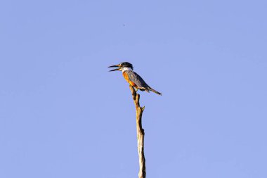 Animal Ringed Kingfisher Bird of the species Megaceryle torquata clipart