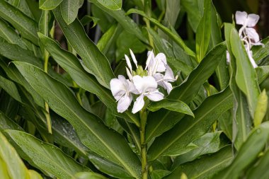 White Ginger Flower Plant of the species Hedychium coronarium clipart