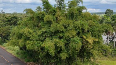 Havadan bakıldığında büyük bir bambu yaprağı yığını