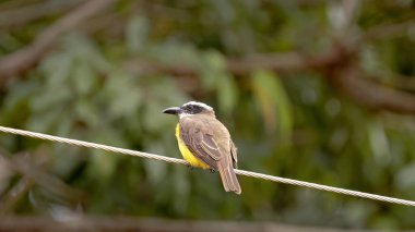 Tekne, Megarynchus pitangua türünün sinek avcısı hayvanına fatura kesti.