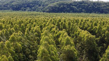 Okaliptüs ağaçları yetiştirmek için tasarlanmış tarım ormanları.