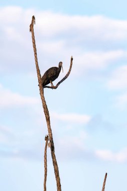 Yeşil Ibis Hayvanları Mesembrinibis cayennensis