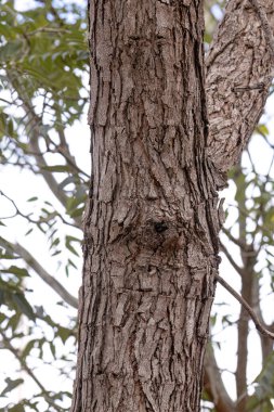Pekea Nut Tree Trunk of the species Caryocar brasiliense clipart