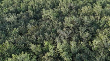 Lateks çıkartma için kauçuk ağaç ormanının hava görüntüsü
