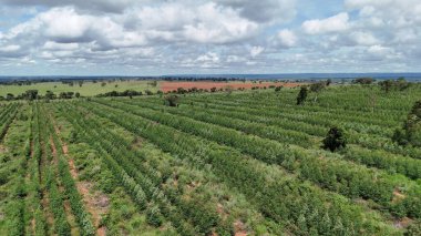 Okaliptüs ağaçları yetiştirmek için tasarlanmış tarım ormanları.