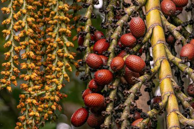 flowers and fruits of the buriti palm tree with selective focus clipart
