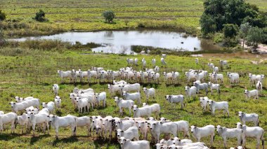 Beyaz inekler otlayan sığırlar için çayır alanı.