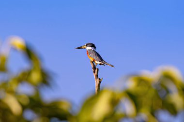 Animal Ringed Kingfisher Bird of the species Megaceryle torquata clipart