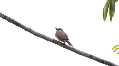 Tropical Kingbird Animal of the species Tyrannus melancholicus clipart